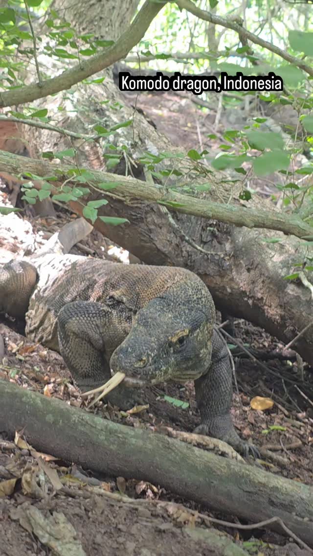 Watching komodo dragons in their habitat! #komododragon #indonesia #wildlife #naturelovers #wildnature
