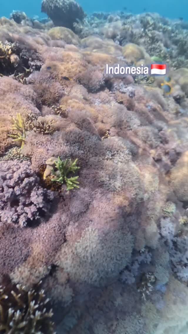 WOW the #coralreef in #Indonesia. Within #komodonationalpark the most amazing colors I have seen under water, just by snorkeling! #naturelovers #naturevideo