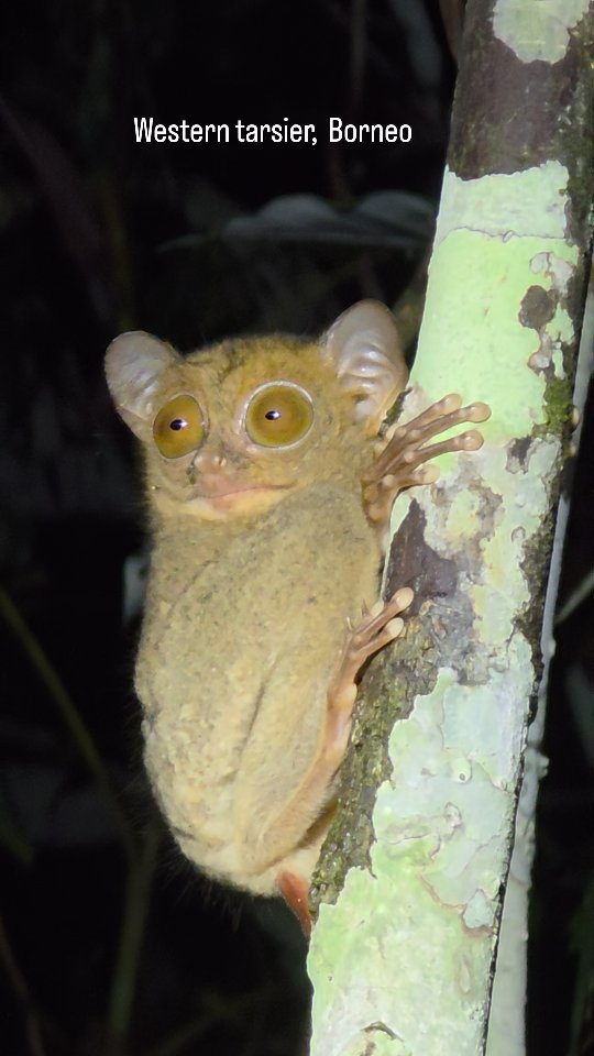 #tarsier #borneo #rainforestdiscoverycenter #nightsafari  #wildlife #wildlifelovers #malasya #sabah