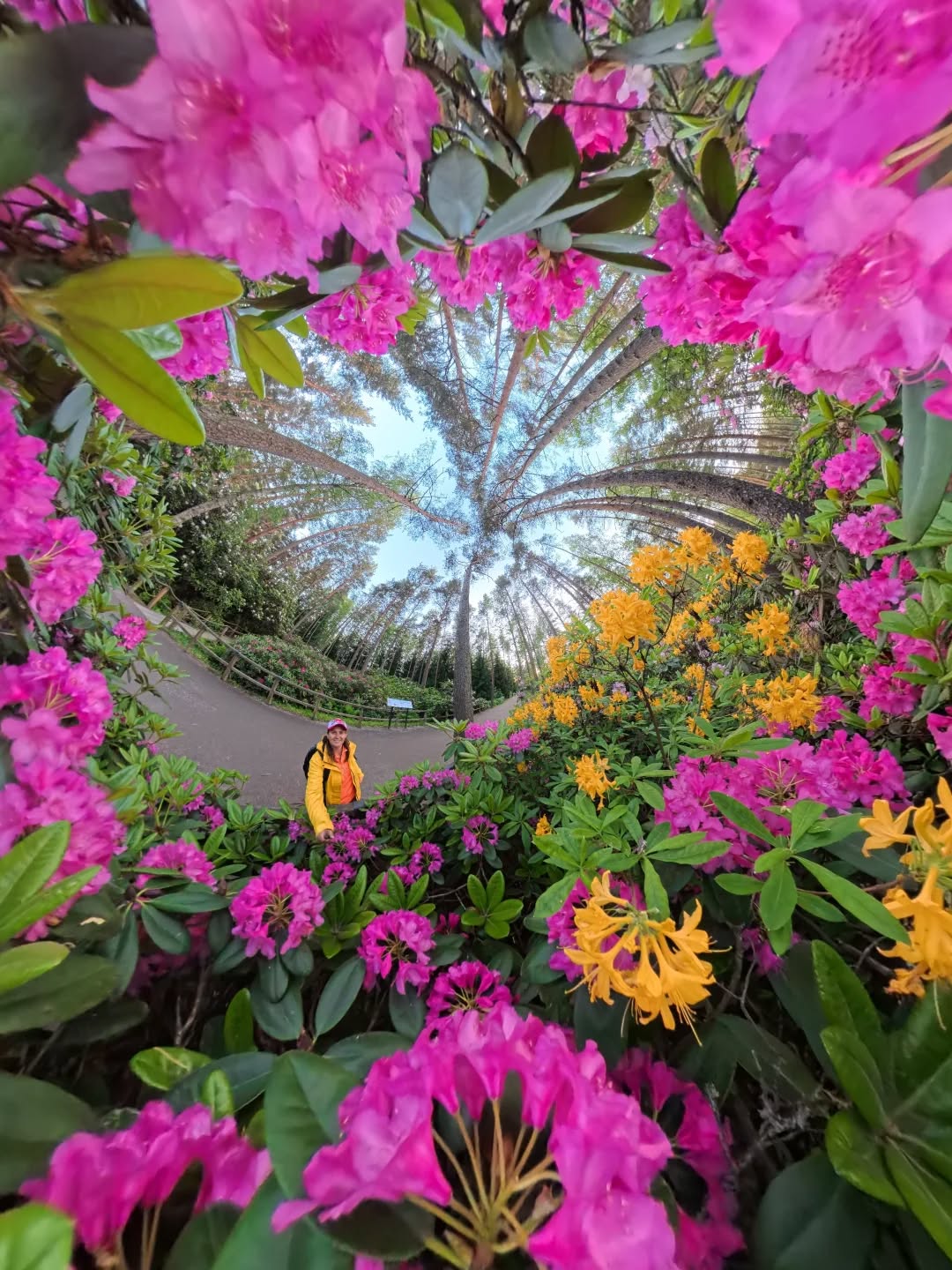 Insta360 is back! X5 version 💪 The peak blooming is gone, but it still makes beautiful and crazy colorful angles!  All sponsored by nature and 360 shots!