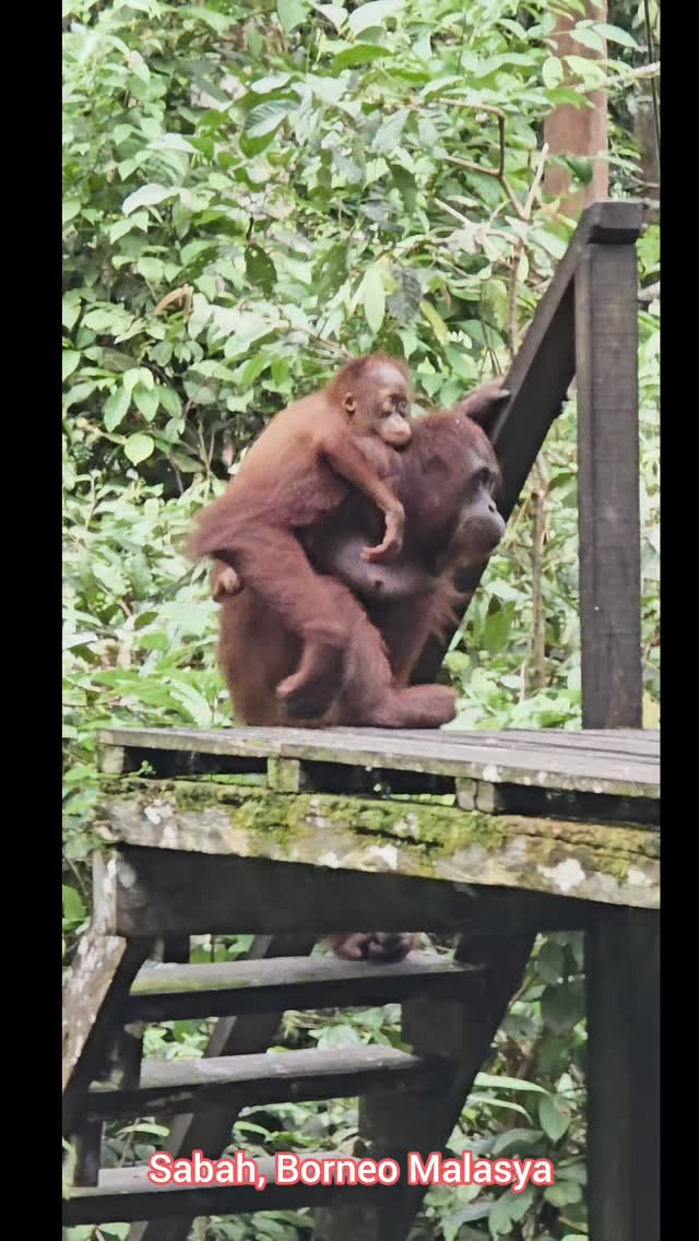 #orangutans #wildlife #sepilok #macaques #borneo #malasya🇲🇾 #sabah