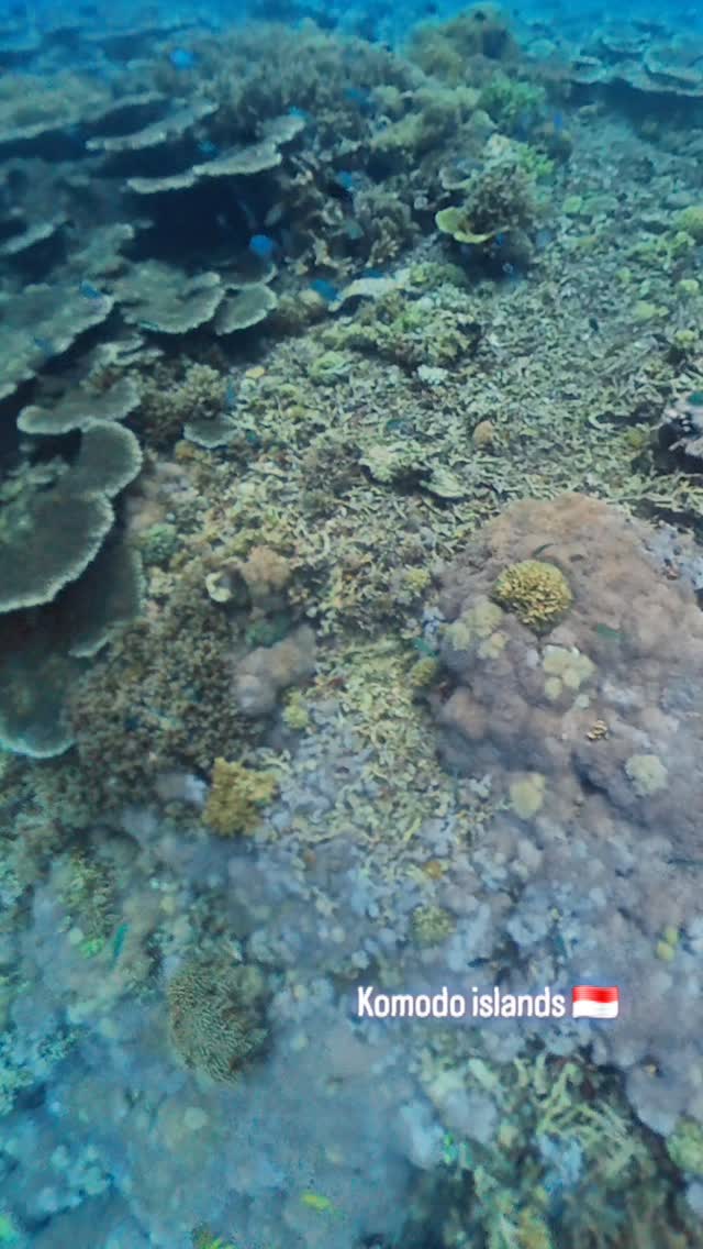 #indonesia #komodonationalpark #snorkeling #naturelovers #underthesea